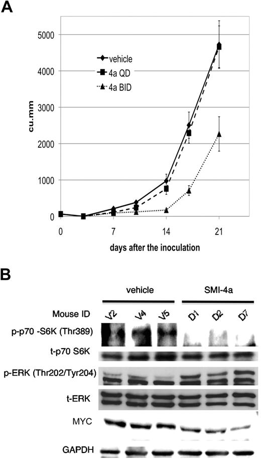 Figure 7. The in vivo sensitivity of 6812/2 to SMI-4a treatment. (A) To examine the effect of treatment on tumor growth, 18 Nu/nu mice were subcutaneously injected with 2 × 106 cells of 6812/2 on day 0. Mice were then randomly assigned to 3 groups, vehicle, SMI-4a once daily, or SMI-4a twice daily and treatment was initiated on day 3. Tumor size was measured by calipers on day 0, 3, 7, 10, 14, 17, and 21, and calculated as described in “Mouse models.” The statistical difference in the tumor sizes was determined using Mann-Whitney U test. (B) The levels of p70 S6K phosphorylation, total p70 S6K, phospho ERK, total ERK, MYC, and GAPDH were determined by Western blotting in control (V2, V4, and V5) or treated tumors (D1, D2, and D7).