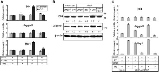 Figure 4. vGPCR and vFLIP proteins regulate Notch pathway through ERK and NF-κB, respectively. (A) HUVECs stably transfected with vFLIP-ERTAM plasmid or control vector23 were grown on 6-well plates and induced by 4-OHT (100nM) for 48 hours. The cells were treated with DMSO or Bay (10μM) for 2 hours. Cells without 4-OHT induction were also treated with Bay (10μM) for 2 hours before harvest. RNA was isolated and subjected to quantitative RT-PCR. Expression of Dll4, Jagged1, and Hey1 was analyzed. (B) Cells were treated in the same way as in panel A and subjected to Western blot for Dll4 and Jagged1. (C) 293T cells were transfected with vGPCR plasmid for 72 hours. Before harvest, the vGPCR-transfected cells were treated by PI3K inhibitor LY (LY294002, 15μM), ERK inhibitor U0126 (15μM), and NF-κB inhibitor Bay (Bay 11-7085, 10μM), or a combination of the 3. Cells were treated by LY and U0126 for 5 hours and Bay for 2 hours. RNA was isolated and subjected to quantitative RT-PCR. Expression of Dll4, Jagged1, and Hey1 was analyzed.