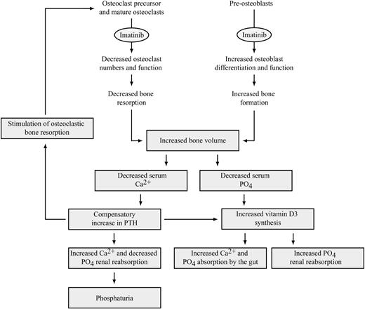 Figure 1. Proposed model for the effects of imatinib on bone metabolism and serum calcium and phosphate metabolism. Decreased dissolution of calcium and phosphate from the bone, or increased deposition of calcium and phosphate in newly formed bone, may result in decreased serum calcium and phosphate levels in imatinib-treated patients. The decrease in serum phosphate results in increased 1,25 dihydroxyvitamin D3 production, which in turn stimulates increased phosphate and calcium resorption by the gut and decreases phosphate excretion by the kidneys. Decreased serum calcium causes increased PTH production, increasing calcium reabsorption and phosphate excretion by the kidney and stimulating a further increase in 1,25 dihydroxyvitamin D3. PTH also stimulates bone resorption to release calcium and phosphate from bone; however, this may be inhibited by imatinib. Decreased absorption of phosphate and calcium resulting from gastrointestinal problems and decreased tubular resorption of phosphate may, in some cases, also contribute to the decreased levels of serum calcium and phosphate in imatinib-treated patients (not shown).