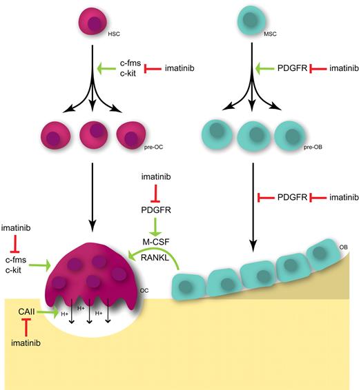 Figure 2. Hypothetical schema for the effects of imatinib on osteoclasts and osteoblasts. The proliferation and survival of osteoclast precursors (pre-OC) and the survival of mature osteoclasts (OC) are driven by M-CSF signaling through the receptor tyrosine kinase c-fms. The inhibition of c-fms signaling by imatinib decreases osteoclast numbers and activity. In addition, inhibition of c-kit may decrease pre-OC numbers and inhibit osteoclast activity. Imatinib also inhibits the proton-generating activity of CAII, preventing the dissolution of mineral from bone and, hence, inhibiting bone resorption. Further, the inhibition of PDGFR signaling on osteoblasts (OB) inhibits the production of osteoclastogenic cytokines, including M-CSF and RANKL. In addition, inhibition of PDGFR by imatinib in pre-osteoblasts (pre-OB) and osteoblasts (OB) inhibits cell proliferation but also relieves the inhibitory effects of PDGF on OB maturation, resulting in decreased cell numbers but increased OB activity. HSC indicates hemopoietic stem cell; and MSC, mesenchymal stem cell.