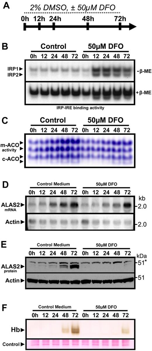 Figure 2. Iron-limited erythroid differentiation of MEL cells. (A) Timeline depicting the experimental time course of DMSO-induced erythroid differentiation of MEL cells under normal conditions or iron-deficient conditions induced by the iron chelator DFO. (B) Electrophoretic mobility shift assay of MEL cell protein extracts using a 32P-labeled ferritin IRE probe showed activation of IRP1 and IRP2 after treatment with DFO. (C) Aconitase activity gel demonstrating a time-dependent increase in mitochondrial (m-) and cytosolic (c-) aconitase activity levels over the course of differentiation, which was attenuated in DFO-treated cultures. (D) ALAS2 mRNA was induced during differentiation in the presence or absence of DFO. However, ALAS2 protein expression (E) was repressed in DFO-treated cells. Sample loading was assessed by reprobing for actin mRNA and protein, respectively. (F) Mature (heme-containing) hemoglobin (Hb) formation was repressed in differentiating MEL cells treated with DFO. Hemoglobin was measured by a modified diaminobenzidine procedure after separation of total cellular protein (40 μg) by native PAGE followed by transfer to polyvinylidene difluoride filters (“Hemoglobin assay”).