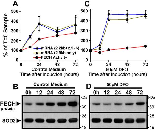 Figure 3. Posttranscriptional reduction of FECH in MEL cells during iron-limited differentiation. (A,C) Induction of FECH enzyme activity (red line), but not mRNA levels (blue, green lines), was repressed during differentiation in the presence of DFO. FECH mRNA levels were measured by quantitative RT-PCR as described in “Northern blots and quantitative RT-PCR analysis.” mRNA transcript and enzyme activity levels are normalized to T = 0 samples. (B,D) Induction of FECH protein levels during differentiation was attenuated in cells cotreated with DFO, despite increased FECH mRNA levels. FECH protein levels were measured by Western blot, and the filter was reprobed for SOD2 as a loading control for mitochondrial matrix proteins.
