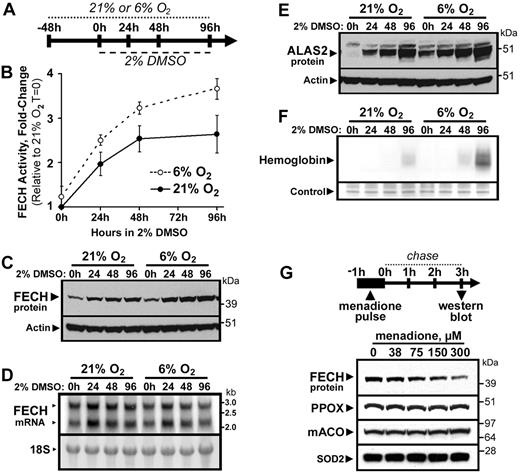 Figure 4. FECH is destabilized by oxygen and mitochondrial oxidative stress. (A) Cells were maintained in normal (21%) or reduced (6%) O2 atmosphere, followed by differentiation by DMSO treatment. FECH activity (B) and protein levels (C) were increased in differentiating MEL cells maintained at 6% O2 relative to 21% O2 cultures. However, FECH mRNA levels (D) in 6% O2 cultures were not greater than those in 21% O2 cultures. (E) ALAS2 protein expression was also elevated in cells cultured in 6% O2 relative to 21% O2 cultures. (F) Hemoglobinization was accelerated in differentiating cells cultured in 6% O2 (20 μg of total protein was loaded). (G) Menadione-induced mitochondrial oxidative stress caused rapid and specific depletion of total cellular FECH protein levels, whereas PPOX, mACO, and SOD2 protein levels were not appreciably altered. Error bars in panel B represent the range of 2 experimental replicates.