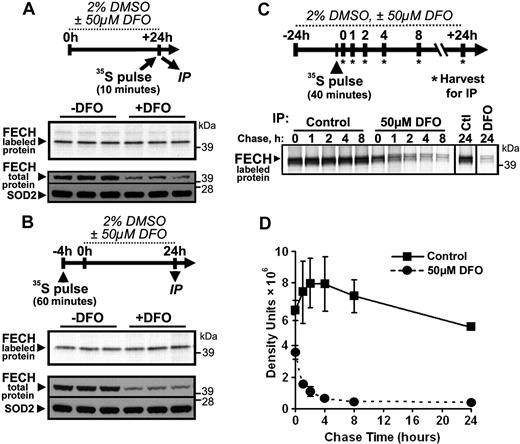 Figure 5. Newly formed, but not mature, FECH protein is susceptible to regulation by iron availability. (A) To test for changes in the instantaneous synthesis rate of FECH protein under iron-depleted conditions, MEL cells were differentiated for 24 hours in the presence or absence of DFO, and harvested immediately after a rapid 10-minute pulse with 35S-Cys and 35S-Met. Radiolabeled FECH was visualized by autoradiography after immunoprecipitation and SDS-PAGE (top panel), whereas total protein levels were measured by Western blot (bottom panel). (B) The effect of iron limitation on mature, Fe-S cluster-containing FECH was assessed by metabolic labeling of cells for 1 hour with 35S-Cys and 35S-Met 4 hours before the onset of 24 hours of differentiation and DFO treatment. After 24-hour incubation, cells were harvested and analyzed for radiolabeled and total protein levels as in panel A. (C) A pulse-chase experiment was performed to follow the fate of newly formed FECH protein during normal and iron-limited growth conditions. After 24-hour differentiation in the presence or absence of DFO, cells were pulsed for 40 minutes with 35S-Cys and 35S-Met, followed by incubation for various periods of time in differentiation medium with or without DFO. A representative autoradiogram is shown; the results of 2 experiments are quantified and plotted in panel D.