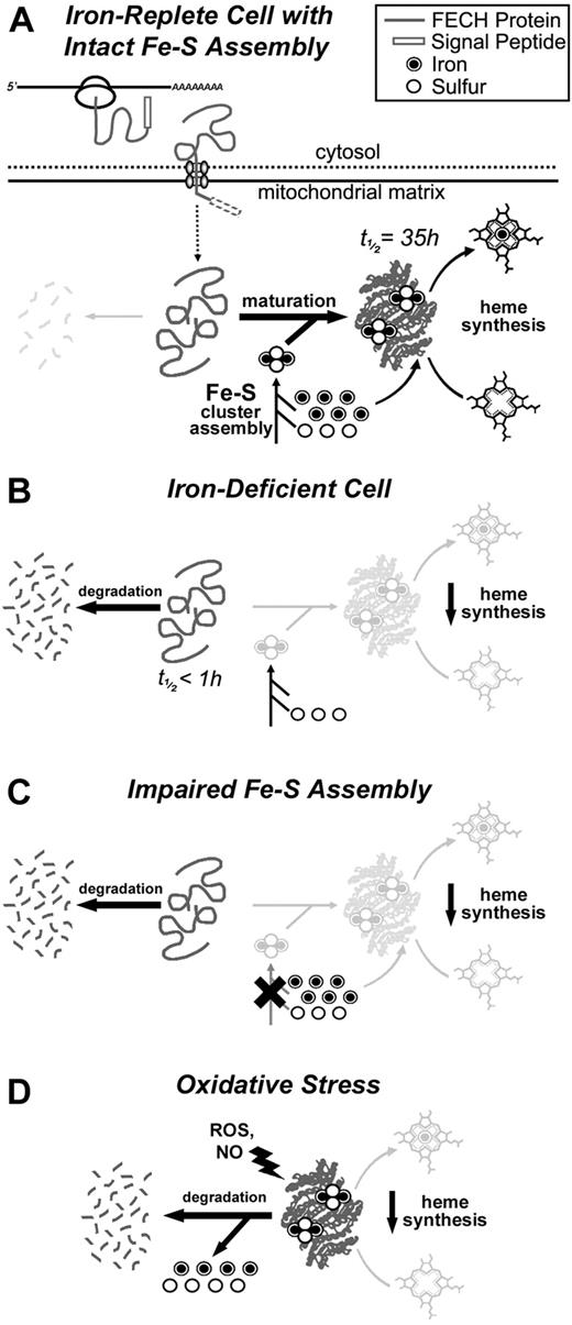 Figure 7. The impact of cellular iron deficiency, impaired Fe-S biosynthesis, and mitochondrial oxidative stress on FECH activity and protein levels. (A) A schematic representation of the synthesis, mitochondrial translocation, and maturation of FECH polypeptides under normal conditions. FECH protein is synthesized on cytosolic ribosomes and translocated into the mitochondrion where its signal peptide is cleaved. Complete folding and maturation of FECH requires the provision of a newly formed Fe-S cluster, which is supplied by the Fe-S cluster assembly machinery. After folding and insertion of the cluster, FECH can catalyze the final step in the heme biosynthetic pathway, which is the insertion of ferrous iron into protoporphyrin IX. (B) Under conditions of cellular iron depletion, de novo Fe-S cluster assembly in the mitochondrion is halted because of the lack of available iron ions, and newly imported apo-FECH accumulates and is rapidly degraded within the mitochondrion. (C) Similarly, if mitochondrial Fe-S assembly is disrupted in the absence of cellular iron depletion, as in ISCU myopathy, apo-FECH fails to obtain Fe-S clusters and is rapidly degraded. (D) Under conditions of mitochondrial oxidative stress, mature Fe-S cluster-containing FECH is rapidly destabilized. Degradation is probably initiated by chemical modification or disassembly of the Fe-S cluster, resulting in a conformational change and degradation of the FECH polypeptide.