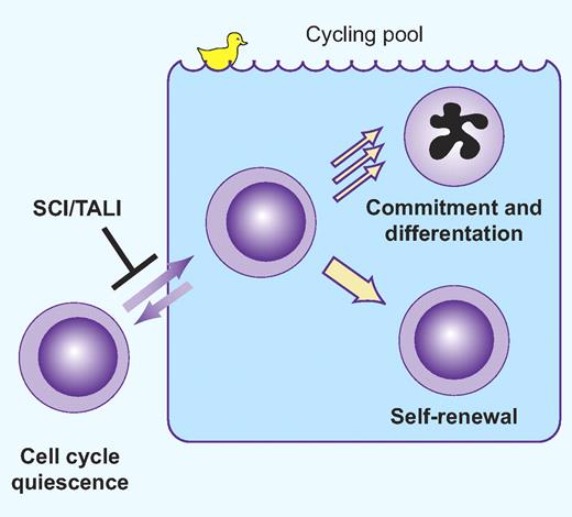 Scl/Tal1 restrains HSC cycling, a duck out of water. Professional illustration by Paulette Dennis.