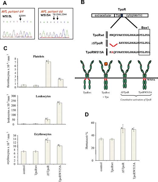 Figure 1. Myeloproliferative disorder induced in vivo by Δ5TpoR and TpoRW515A mutants. (A) Sequencing of genomic DNA isolated from peripheral blood granulocytes of primary myelofibrosis patients. A W515L (TGG→TTG) mutation was identified in TpoR from patient 64. A W515A (TGG→GCG) mutation was detected in TpoR from patient 66. (B) Shown is the location of the amphipathic K(R)WQFP motif at the junction between the TpoR transmembrane (TM) and cytosolic domains. (C) Peripheral blood counts, taken 45 days after reconstitution with bone marrow cells expressing the indicated TpoR variants, demonstrated that Δ5TpoR and TpoRW515A induce a rapid myeloproliferative disease. (D) Hematocrit values (%) were determined 45 days for mice reconstituted with bone marrow cells expressing the indicated TpoR constructs.