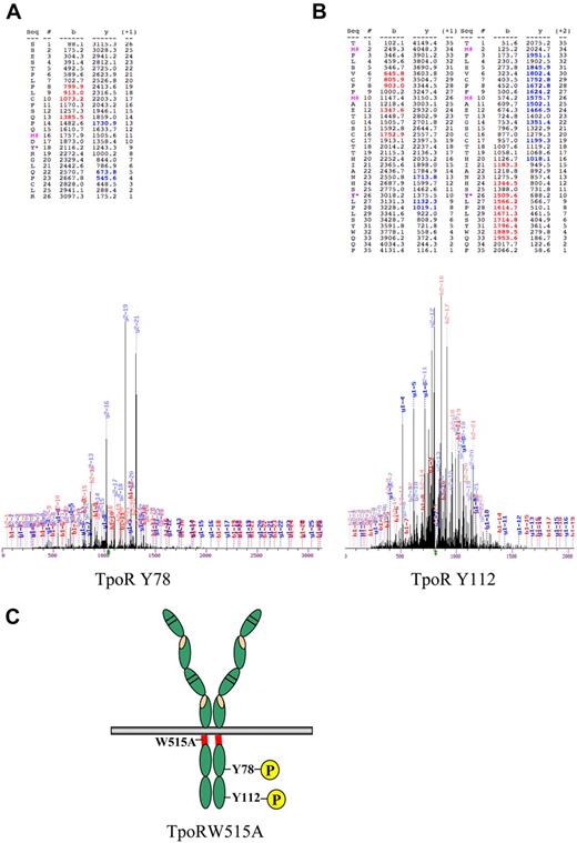 Figure 3. Evidence that Y78 and Y112 of TpoR are phosphorylated in TpoRW515A cells selected for autonomous growth. Phosphopeptides were prepared using PhosphoScan Kit (Cell Signaling Technology) after lysis of Ba/F3 TpoRW515A cells in urea buffer. Trypsin-digested lysates were immunoaffinity purified with pY-100 antibody, concentrated on reverse-phase microtips, and analyzed by mass spectrometry. (A) Mass spectrum representing phosphorylation of Y78 of TpoR (Y582, full murine TpoR numbering). (B) Mass spectrum representing phosphorylation of Y112 of TpoR (Y616, full murine TpoR numbering). Oxidized methionine is represented by M# and tyrosine phosphorylation, by Y*. Phosphorylated residues are denoted as y. (C) Schematic representation of TpoR with the location of the W515A mutation in the TpoR cytosolic juxtamembrane domain (red region) and the Y78 and Y112 in the cytosolic domain of the receptor.