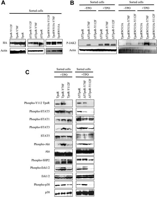 Figure 6. Effects of Y78F and Y112F mutations on signaling pathways activated by TpoR. Ba/F3 cells retrovirally transduced with Δ5TpoR or TpoRW515A and mutants thereof (Y78F or Y112F) were sorted for similar expression levels of GFP and examined for protein expression (A), activation of JAK2 (B), and activation of several downstream signaling pathways (C). Detection was performed by Western blotting with anti–phospho-specific antibodies that recognize the major phosphorylation sites that are linked to activation of catalysis (for kinases and phosphatases) or transcription (for STAT proteins). JAK2 activation was assessed by Western blotting with anti–phospho-JAK2 Y1007, as phosphorylation of activation loop Y1007 is obligatory for activation of JAK2 signaling. The Y78F mutation enhanced JAK2 activation and signaling via TpoRwt and Δ5TpoR. The Y112F mutation did not alter JAK2 activation, but inhibited downstream signaling, especially by Δ5TpoR.