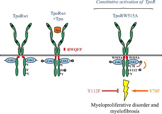 Figure 7. Model for the roles of TpoR Y112 and Y78 in pathologic signaling by TpoR W515 mutants. The wild-type TpoR (TpoRwt) contains a juxtamembrane domain K(R)WQFP that maintains the unliganded receptor inactive. TpoRwt is activated upon Tpo stimulation leading to conformational change of the receptor and to activation of major signaling pathways. In the absence of the K(R)WQFP juxtamembrane motif (Δ5TpoR), or in situations where the W515 of this motif is substituted by other residues (ie, W515A), the receptor assumes an active dimeric conformation, which activates JAK2 in a ligand-independent manner. Y78 plays a negative role in signaling through TpoRwt or the active TpoR. Mutation of Y78 into phenylalanine in the context of the activating W515 mutations led to strong pathologic signaling and myelofibrosis. In contrast, the TpoR-Y112F mutation decreases signaling of the receptor and abolishes the myeloproliferative and myelofibrosis phenotype.