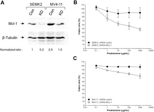 Figure 4. Down-regulation of MCL-1 sensitizes prednisone-resistant MLL-rearranged ALL cells. (A) RNA interference experiments delivering short hairpin RNA(shRNA) molecules directed against human MCL-1 into prednisolone-resistant SEMK2 (MLL-rearranged ALL) or MV4-11 (MLL-rearranged AML) cells by viral infections, show severe suppression in MCL-1 protein expression compared with control cells (infected with empty vectors). The indicated ratios are normalized against β-tubulin and represent MCL-1 intensities relative to SEMK2 control cells (first lane) The effects of MCL-1 down-regulation on the in vitro prednisolone response on (B) SEMK2 or (C) MV4-11 cells were assessed by 2-day MTT cytotoxicity assays, performed in triplicate. The graphs show the mean prednisolone response curves in cells infected with either empty vectors (C indicates controls) or vectors encoding shRNAs against human MCL-1 (KD, knock-down), derived from 2 independent RNA interference experiments.