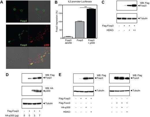 Figure 2. Acetylation modulates Foxp3 protein levels. (A) Representative examples of cells that were transfected with only Foxp3 (green; top panel). Subcellular distribution of cells that were cotransfected with Foxp3 (green) and p300 (red) are shown in the bottom panel. p300 was localized using an anti-p300 antibody that recognizes both endogenous and ectopically expressed p300. Colocalization of Foxp3 and p300 is indicated in yellow. (B) Foxp3 function was assessed by evaluating IL-2 promoter reporter activity. IL-2 promoter luciferase activity was analyzed in HEK 293 cells by cotransfecting NFAT with Foxp3 del E250 (▭), Foxp3 (), or Foxp3 with p300 (). Repression of IL-2 luciferase activity by wild-type Foxp3 was set as 100%. Values were all normalized for cotransfected Renilla. **P < .01. (C) HEK 293 cells were transfected with Flag-Foxp3 and treated with HDACi: + indicates 50 nm TSA and 1mM NAM; ++, 250 nm TSA and 5mM NAM. Immunoblots were probed for Flag expression or tubulin as loading control. (D) Cells were transfected with Flag-Foxp3 and increasing amounts of HA-p300. Western blots were incubated with antibodies against Flag, HA, or tubulin as indicated. (E) HEK 293 cells were transfected with Flag-Foxp3 or Flag-Foxo3 with or without HA-p300. Cells were treated with 100nM TSA and 2.5mM NAM for 16 hours (HDACi). Data are representative of at least 3 independent experiments.