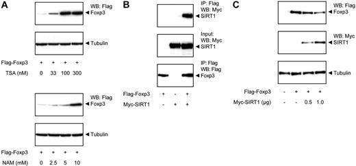Figure 3. SIRT1 deacetylates Foxp3 and decreases its expression. (A) Flag-Foxp3–transfected HEK 293 cells were treated with increasing amounts of TSA (top panel) or NAM (bottom panel) for 16 hours. Foxp3 levels were determined using antibodies against Flag or tubulin as loading control. (B) Cells were cotransfected with Flag-Foxp3 and Myc-SIRT1. Cell lysates were immunoprecipitated using anti-Flag beads and analyzed using anti-Flag or anti-Myc antibodies. (C) Cells were cotransfected with Flag-Foxp3 and Myc-SIRT. Cell lysates were quantified and analyzed by Western blotting using anti-Flag antibody and tubulin as loading control.
