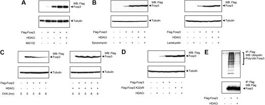 Figure 4. Foxp3 acetylation prevents proteasomal degradation. Flag-Foxp3–transfected HEK 293 cells were treated with 2μM MG132 (A), 100nM epoxomycin, or 10μM lactacystin (B) for 16 hours to inhibit proteasome function and/or HDACi TSA 100nM and NAM 2.5mM also for 16 hours. Foxp3 expression was analyzed using a Foxp3 antibody, and equal loading was verified by analyzing tubulin expression. (C) Cells were transfected with equal amounts of Flag-Foxp3. Half of the cells were treated with or without TSA 100nM and NAD 2.5mM for 16 hours (right panel) and 5 μg/mL CHX for the indicated time points. Foxp3 expression was analyzed using a Flag antibody, and tubulin expression was used as a loading control. Results are representative of at least 3 independent experiments. (D) Flag-Foxp3 or a Flag-tagged Foxp3 mutant in which all the lysines are mutated to arginines (Flag-Foxp3 K22xR) was transfected into HEK 293 cells. The cells were treated with the HDACi TSA (100nM) and NAM (2.5mM) for 16 hours. Cell lysates were made and immunoblotted for Flag and tubulin as control. (E) HEK 293 cells were transfected with Flag-Foxp3, treated with or without TSA 100nM and NAD 2.5mM for 16 hours, and cell lysates were immunoprecipitated using anti-Flag beads and analyzed using anti-ubiquitin and anti-Flag as transfection control.