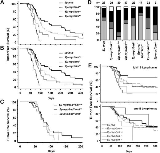 Figure 1. Loss of bad or bmf accelerates c-myc–induced lymphomagenesis. (A) Tumor-free survival of Eμ-myc (n = 29; median survival, 138 days), Eμ-myc/bad+/− (n = 47; median survival, 100 days), Eμ-myc/bad−/− (n = 29; median survival, 78 days), and Eμ-myc/bim+/− (n = 32; median survival, 67 days). Lymphomas occurred significantly earlier in Eμ-myc/bad−/− than in wt Eμ-myc animals (P < .001). (B) Tumor-free survival of Eμ-myc, Eμ-myc/bmf+/− (n = 30; median survival, 100 days), Eμ-myc/bmf−/− (n = 30; median survival, 87 days), and Eμ-myc/bim+/−. Lymphomas occurred significantly earlier in Eμ-myc/bmf+/− (P < .05) and Eμ-myc/bmf−/− (P < .01) than in wt Eμ-myc animals. (C) Tumor -free survival of Eμ-myc/bad−/−bmf+/+, Eμ-myc/bad−/−bmf+/− (n = 16), and Eμ-myc/bad−/−bmf−/− mice (n = 11). (D) Distributions of pro/pre-B (light gray), mixed (dark gray), IgM+ (black), and B220+CD4+ (white) lymphomas occurring in mice of the indicated genotypes. The distribution of lymphoma phenotypes was significantly different in Eμ-myc/bmf−/− compared with Eμ-myc animals (P < .01, χ2 test). (E) Kaplan-Meier analysis of IgM+ and mixed lymphomas (top) and of pre-B lymphomas (bottom) of Eμ-myc (black solid line), Eμ-myc/bad+/− (light gray, dashed line), Eμ-myc/bad−/− (light gray, solid line), Eμ-myc/bmf+/− (dark gray dotted line), and Eμ-myc/bmf−/− (dark gray solid line) mice. IgM+ B lymphomas arose significantly earlier in Eμ-myc/bmf−/− (P < .001) and Eμ-myc/bad−/− (P < .01) than in wt Eμ-myc mice. Pre-B lymphomas were not significantly accelerated by loss of either bad or bmf.