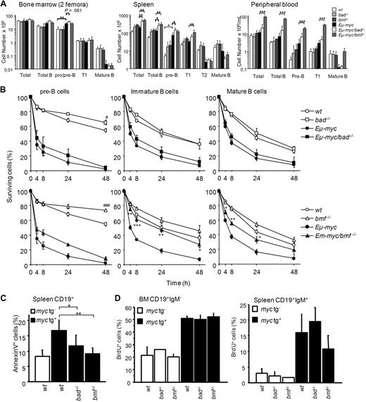 Figure 3. Loss of Bmf enhances the survival of premalignant Eμ-myc B lymphocytes. For analysis of preleukemic mice, absence of transplantable tumor cells was confirmed by injecting 2 × 106 spleen cells into wt C57BL/6 recipients followed for at least 2 months. (A) Cell number and B-cell subset composition determined by cell counting and flow cytometric analysis of bone marrow (2 femora), spleen, and blood from 4-week-old mice of the indicated genotypes. Data represent means ± SD from 3 to 4 mice per genotype. *P < .05, ** P < .01, ***P < .001. Total B cells (CD19+), Pro/pre-B (CD19+IgM−CD43−), T1 (IgMhighCD21+), T2 (IgMhighCD21+CD23+), and mature (IgM+D+) B cells. (B) Pre-B cells (CD19+IgM−CD43−) sorted from bone marrow and immature (IgMhighIgDlow) as well as mature B cells (IgDhigh) sorted from spleens from 4-week-old mice of the indicated genotypes, were cultured up to 48 hours ex vivo. Percentages of surviving cells were determined by annexin-V/propidium iodide staining. Data represent means ± SEM from 3 to 4 independent experiments for each genotype. *P < .05, **P < .01, ***P < .001 compared with Eμ-myc, #P < .05, ###P < .001 compared with wt. (C) Freshly isolated splenocytes from 4-week-old mice of the indicated genotypes were immediately stained with anti-CD19-phycoerythrin together with fluorescein isothiocyanate -annexin-V plus 7-AAD and analyzed by flow cytometry. Percentages of apoptotic cells in the CD19+ gate were determined. Data represent means ± SD from 3 independent experiments for each genotype. *P < .05, **P < .01. (D) At 4 hours after in vivo labeling, the percentage of BrdU+ CD19+IgM− pro/pre-B cells in the bone marrow and of mature BrdU+CD19+IgM+ B cells in the spleen was evaluated by combined cell-surface and intracellular antigen staining. Data represent means ± SD from 2 experiments for each genotype.