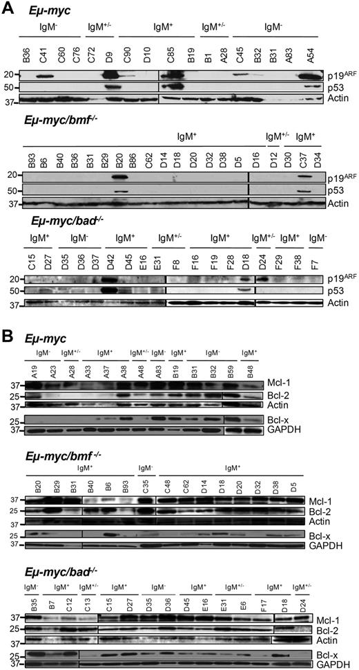 Figure 4. Loss of Bmf but not Bad reduces the pressure to lose p53. (A) Representative Western blot analysis of p19ARF and p53 expression as well as (B) Bcl-2, Bcl-x, and Mcl-1 expression in lymphoma lysates derived from wt, bmf−/− and bad−/− Eμ-myc mice. Membranes were reprobed with the use of anti-actin or anti-GAPDH antibodies as a loading control.