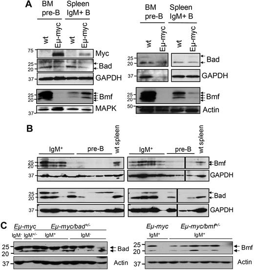 Figure 5. Expression of Bmf and Bad in (pre-)malignant Eμ-myc and wt B lymphocytes. Wt and Eμ-myc FACS-sorted pre-B cells from the bone marrow and IgM+ B cells from the spleens of 4-week-old mice were analyzed for expression of (A) c-Myc, Bmf, or Bad. Representative blots from 2 independent cell sorts are shown. Membranes were reprobed by the use of anti-MAPK, anti-actin as a loading control. (B) Representative immunoblots assessing expression of Bmf and Bad in Eμ-myc–driven tumors. Membranes were reprobed by the use of anti-GAPDH antibody as a loading control. (C) Representative immunoblots assessing LOH in Eμ-myc–driven tumors derived from bmf+/− or bad+/− animals. Membranes were reprobed by the use of anti-actin antibody as a loading control.