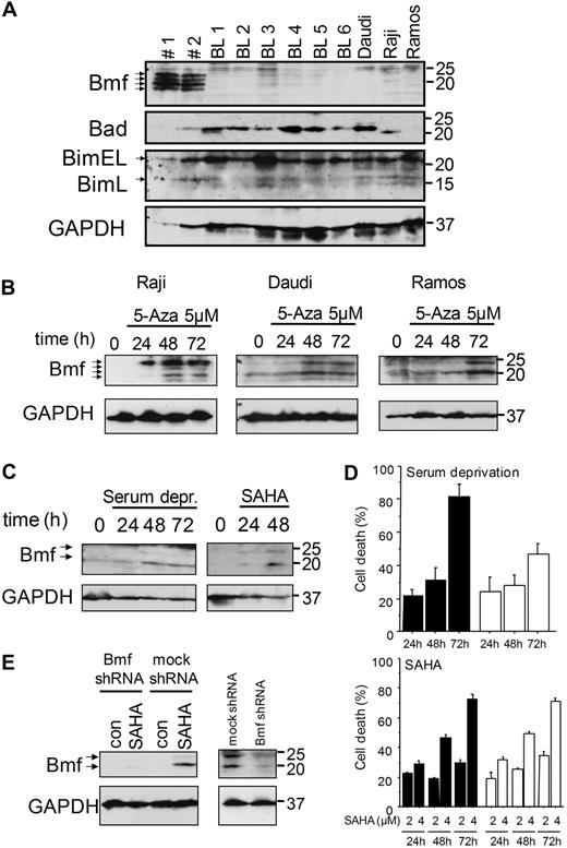 Figure 7. Bmf expression is absent in Burkitt lymphoma cells but can be restored upon demethylation. (A) Western blot analysis of Bmf, Bim, and Bad in CD19+ cells derived from peripheral blood of healthy donors (#1 and #2), primary Burkitt lymphoma samples (BL1-BL6), and Burkitt lymphoma cell lines Daudi, Raji, and Ramos. (B) Western blot analysis of Bmf levels in Burkitt lymphoma cell lines after inhibition of DNA-methyltransferases with 5-aza-2′-deoxycytidine (5μM) for the indicated times. (C) Western blot analysis of Bmf levels in Ramos cells after serum deprivation or inhibition of with SAHA (2μM) for the indicated times. (D) Cell death determined by annexinV/7-AAD staining in Ramos cells expressing either an shRNA against Bmf (white bars) or an unspecific shRNA (black bars) after serum deprivation or treatment with 2 or 4μM SAHA for the indicated times. Values represent mean ± SE of 3 independent experiments. (E) Efficiency of knock down was confirmed by Western blot analysis of Bmf levels in cells treated with 2μM SAHA for 48 hours (left) or cells deprived of serum for 48 hours (right).