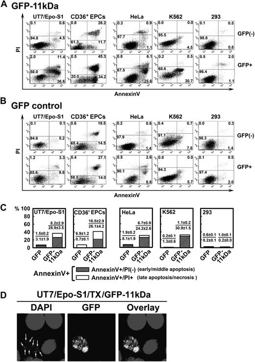 Figure 1. Transfection of 11kDa induces apoptosis in both B19V permissive and nonpermissive cells. (A-B) UT7/Epo-S1 cells, CD36+ EPCs, HeLa cells, K562 cells, and 293 cells were transfected with pGFP-11kDa plasmid (A) or pGFP as a control (B). CD36+ EPCs were stained at 24 hours after transfection; other cells were stained at 48 hours after transfection with annexin V/PI double staining, followed by flow cytometric analysis. Both GFP-negative (GFP−) and GFP-positive (GFP+) cell populations were gated to plot cells by PI versus annexin V. Only a representative experiment is shown, and the percentage of each quadrant is indicated. Annexin V+ population is a combination of the annexin V+/PI+ population (number in the upper right quadrant) with the annexin V+/PI− population (number in the lower right quadrant). (C) The experiments as described in panels A and B were performed at least 3 times independently. The percentage value of annexin V+/PI+ or annexin V+/PI−, as shown in individual panel with indicated cell type, was calculated by subtracting the annexin V+/PI+ population or the annexin V+/PI− population of GFP+ cells by that of GFP− cells (background apoptosis). (D) UT7/Epo-S1 cells were transfected with pGFP-11kDa and stained with DAPI. Confocal images were taken at a magnification of 60× (objective lens) with an Eclipse C1 Plus confocal microscope (Nikon). Arrows show apoptotic nuclei, which were enclosed in the apoptotic bodies visualized by GFP fluorescence. Results that are shown as average ± SD in all the figures are generated from at least 3 independent experiments. Tx indicates transfection.