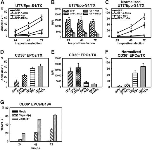 Figure 2. Comparison of apoptosis induced by transfection of 3 B19V nonstructural proteins and by B19V infection. (A-C) Comparison of apoptosis induced by 7.5kDa, 11kDa, and NS1 in UT7/Epo-S1 cells. UT7/Epo-S1cells were transfected with pGFP control, pGFP-7.5kDa, pGFP-11kDa, and pGFP-NS1. Cells were analyzed at the 3 time points after transfection as indicated. (A) The absolute percentages of annexin V+ populations of GFP+ cells were subtracted from those of GFP− cells and are plotted to the time points after transfection as shown. (B) UT7/Epo-S1 cells were transfected with plasmids expressing GFP or GFP-fused proteins as indicated. The mean fluorescence intensity (MFI) of GFP or GFP-fused proteins was detected by flow cytometer and plotted at 3 time points after transfection. (C) The absolute values shown in panel A were normalized by the MFI of GFP shown in panel B that serves as a marker of protein expression level. The normalized data were plotted as relative values to GFP-11kDa, arbitrarily set as 100%. (D-F) Comparison of apoptosis induced by 7.5kDa, 11kDa, and NS1 in CD36+ EPCs. The same plasmids, as indicated, were transfected to CD36+ EPCs. (D) The absolute percentages of annexin V+ populations of GFP+ cells were subtracted from those of GFP− cells and are plotted to the time points after transfection as shown. (E) CD36+ EPCs were transfected with plasmids expressing GFP or GFP-fused proteins as indicated. The MFI of GFP or GFP-fused proteins was detected by flow cytometer and plotted at 24 hours after transfection. (F) Results shown in panel D were normalized by following the same method used in panel C. (G) Apoptosis induced during B19V infection of CD36+ EPCs. The extent of apoptosis induced by mock/B19V infection of CD36+ EPCs was detected by TUNEL assay. Cells were also immunostained at the time points as indicated with an anti-B19V capsid antibody (clone 521-5D; Millipore) at 1:100 dilution followed by a fluorescein isothiocyanate–conjugated secondary antibody with the TUNEL assay simultaneously. Stained cells were analyzed by flow cytometer, and both capsid+ and capsid− cell populations of B19V-infected cells were gated for TUNEL+ population. TX indicates transfection.