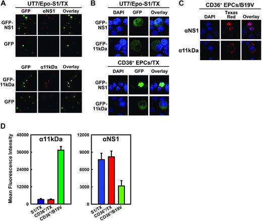 Figure 3. Cellular localization and expression of 11kDa and NS1 in transfection. (A) Specificity of αNS1 and α11kDa polyclonal antibodies. UT7/Epo-S1 cells transfected with pGFP-NS1 or pGFP-11kDa were stained with respective antisera followed by a Texas red–conjugated secondary antibody. Images were taken from an Eclipse SE TE2000-S UV microscope (Nikon) at 20× magnification. (B) Cellular localization of GFP-NS1 and GFP-11kDa in transfected UT7/Epo-S1 cells and CD36+ EPCs. UT7/Epo-S1 cells and CD36+ EPCs were transfected with pGFP-NS1 or pGFP-11kDa and stained with DAPI at 48 hours after transfection. DAPI was used to stain the nuclei. The confocal images in panels B and C were taken at 60× (objective lens) magnification with an Eclipse C1 Plus confocal microscope (Nikon). (C) Cellular localization of 11kDa and NS1 in B19V-infected CD36+ EPCs. Infected CD36+ EPCs (at 48 hours after infection) were stained with α11kDa and αNS1 antisera followed by a Texas red–conjugated secondary antibody, respectively. DAPI was used to stain the nuclei. (D) The protein levels of GFP-NS1 and GFP-11kDa in transfected UT7/Epo-S1 cells and CD36+ EPCs versus the NS1 and the 11kDa expressed in B19V-infected CD36+ EPCs, respectively. UT7/Epo-S1 cells and CD36+ EPCs were transfected with either pGFP-11kDa or pGFP-NS1 and stained at 48 hours after transfection. CD36+ EPCs were infected with B19V and stained at 48 hours after infection. Cells were fixed with 1% paraformaldehyde and permeabilized in 0.2% Tween-20. Either α11kDa or αNS1 antiserum at a dilution of 1:100 was used to immunostain cells, followed by a Cy5-conjugated secondary antibody. Stained cells were analyzed by flow cytometer. The protein level, represented by the mean fluorescence intensity, was compared between transfected and infected cells. S1 indicates UT7/Epo-S1; CD36+, CD36+ EPCs; and TX, transfection.