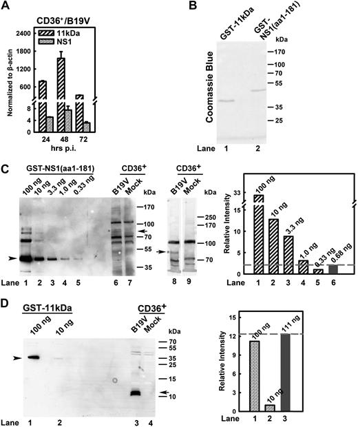 Figure 4. Quantification of 11kDa and NS1 expression during B19V infection of CD36+ EPCs. (A) Quantification of B19V 11kDa- and NS1-encoding mRNAs. CD36+ EPCs were infected with B19V. At 24, 48, and 72 hours after infection, total RNA was isolated, treated with DNase, reverse-transcribed, and quantified for absolute copies of mRNA by multiplex real-time PCR for NS1-mRNA/β-actin-mRNA and 11kDa-mRNA/β-actin-mRNA as described in “RT real-time PCR.” The copy numbers of the 11kDa- and NS1-encoding mRNAs were normalized by copy numbers of β-actin mRNA in the same reaction and presented as numbers per copy of β-actin mRNA. (B) Purity of purified fusion proteins GST-NS1(aa1-181) and GST-11kDa. Purified GST-NS1(aa1-181) and GST-11kDa proteins were resolved in SDS-PAGE 10% gel and stained with Coomassie blue as shown. (C-D) Quantification of the steady-state protein level of 11kDa versus NS1 during B19V infection. GST-NS1(aa1-181) (100 ng) and GST-11kDa (100 ng) as seen in panel B and a serial dilution of them as shown were loaded in SDS-PAGE 8% and SDS-PAGE 15% for Western blot (C lanes 1-7 and D, respectively). At 48 hours after infection, 1.5 × 105 of CD36+ EPCs with or without (mock) B19V infection were harvested, directly dissolved in SDS lysis buffer, and loaded in lanes 6-7 (SDS-PAGE 8%), lanes 8-9 (SDS-PAGE 6%) (C), and lanes 3-4 (SDS-PAGE 15%) (D). Results from lanes as indicated were also quantified with Quantity One software (GE Healthcare) and plotted to the right in panels C-D. Arrow and arrowhead in panel C show NS1-specific band and GST-NS1(aa1-181), respectively; and arrow and arrowhead in panel D show 11kDa-specific band and GST-11kDa, respectively. CD36+ indicates CD36+ EPCs.