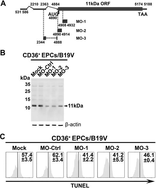Figure 5. The inhibitory effects of 11kDa-specific Morpholinos on B19V infection–induced apoptosis. CD36+ EPCs were pretreated with a control Morpholino (MO-Ctrl) or 11kDa-specific Morpholinos, MO-1, MO-2, and MO-3, as indicated, at a final concentration of 6μM, 24 hours before B19V infection. (A) A schematic diagram of the 11kDa-encdoing mRNA and targets for specific Morpholino is shown. Regions in the 11kDa-encoding mRNA that Morpholinos target are shown with their respective nucleotide numbers. (B) Detection of B19V 11kDa protein. The same samples used for TUNEL assay were used for Western blot using anti-11kDa antiserum. Detection of β-actin using a polyclonal antibody (ab1801; Abcam) served as a loading control. (C) TUNEL assay was performed with costaining of B19V capsid using an anti-B19V capsid antibody (clone 521-5D; Millipore) for selection of infected cells at 48 hours after infection by flow cytometer. The TUNEL+ population is shown as a percentage in capsid-positive cells.