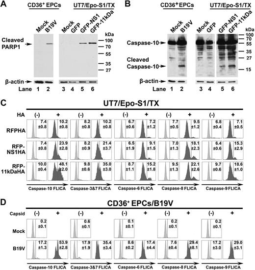 Figure 7. PARP1 is cleaved and caspase-10 is the most active caspase in 11kDa/NS1 transfection– and B19V infection–induced apoptosis. (A-B) Detection of cleaved PARP1 and cleaved caspase-10. CD36+ EPCs were infected with B19V, and capsid+ cells were sorted at 48 hours after infection by flow cytometer. UT7/Epo-S1 cells were transfected with pGFP control, pGFP-11kDa, and pGFP-NS1. At 48 hours after transfection, the GFP+ populations of transfected cells were sorted by flow cytometer. (A) Sorted cells were used for detecting the cleaved PARP1 by Western blot using anti–cleaved PARP1 at a dilution of 1:1000 (Cell Signaling). The blots were reprobed with anti–β-actin. (B) Sorted cells were used for detecting of active caspase-10 by Western blot using anti–caspase-10 at a dilution of 1:1000 (Sigma-Aldrich). Uninfected or pGFP-transfected cells served as mock as shown. The blots were reprobed with anti–β-actin. (C) Detection of activated caspase-3&7, -6, -8, -9, and -10 in 11kDa- and NS1-transfected cells. UT7/Epo-S1 cells were transfected with pRFPHA control, pRFP-11kDaHA, and pRFP-NS1HA. FAM-labeled FLICA peptides, FAM-DEVD-FMK, FAM-VEID-FMK, FAM-LETD-FMK, FAM-LEHD-FMK, and FAM-AEVD-FMK were used to detect active caspase-3/7, caspase-6, caspase-8, caspase-9, and caspase-10, respectively. Individual FLICA staining was performed to determine active caspases at 48 hours after transfection. Transfected cells were selected by intracellular staining of anti-HA tag at 1:100 dilution (clone HA-7; Sigma-Aldrich), shown as HA+ and HA−, and were plotted to FLICA signal detected by flow cytometer. (D) Detection of activated caspase-3&7, -6, -8, -9, and -10 in B19V-infected CD36+ EPCs. CD36+ EPCs were infected with B19V. At 48 hours after infection, cells were used for individual FLICA staining followed by intracellular staining with the antibody against B19V capsid. Both capsid-positive and -negative cells were plotted to FLICA signal detected by flow cytometer. TX indicates transfection.