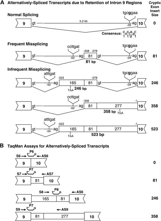Figure 3. Analysis of alternative splicing. (A) Splicing in normal persons and CEP patients. Genomic positions of the alternative splice sites are indicated as base pairs before the first residue of exon 10 and the positions of the lariat “A” in their respective putative BPSs are indicated as base pairs before the first exonic residue of the nearest exon. The sizes of the cryptic exon inserts noted in Figure 2 are listed in the right column. (B) Design of TaqMan assays for quantitation of the normal and alternatively spliced transcripts. The primer sequences are listed in supplemental Table 2.