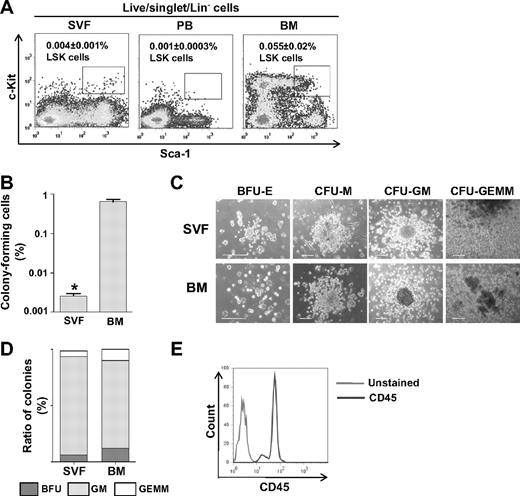 Figure 1. The SVF contains phenotypic and functional HSPCs. (A) Representative flow cytometric profiles of LSK cells in the SVF, BM, and peripheral blood (PB). One million SVF, BM, and PB cells were pregated for live cells, and then Lin− cells were analyzed for Sca-1 and c-Kit expression. The percentage of LSK in the total SVF (n = 5) BM (n = 5) or PB (n = 5) is expressed as mean ± SD. (B-E) Freshly isolated SVF (n = 5) or BM (n = 5) was plated on methylcellulose-based medium and incubated for 14 days for CFC assay. (B) The frequency of colony-forming cells is shown. The bars represent mean ± SD (n = 5); *P < .05 vs BM. (C) Types of colonies are photographed. Scale bars, 100 μm. (D) The colonies are classified by morphologic criteria and calculated in percentages. (E) Flow cytometric analysis for CD45 expression in cells from SVF-derived colonies.