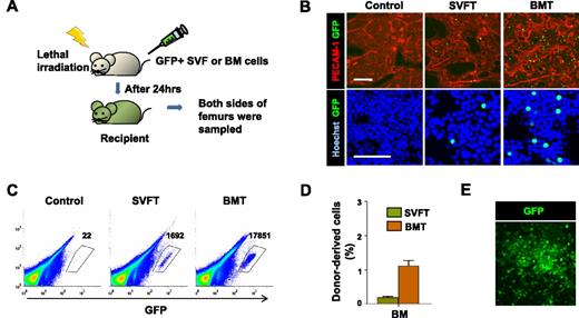 Figure 2. The SVF contains HSPCs that can home to the BM of irradiated recipients. (A) Experimental scheme. After lethal irradiation, the mice underwent transplantation with control buffer (control), 5 × 106 GFP+ SVF (SVFT) cells, or 5 × 106 GFP+ BM (BMT) cells. At 24 hours after transplantation, femurs were sampled. (B) The femurs were cryosectioned, immunostained for PECAM-1 (for vasculature) and stained with Hoechst dye (for nuclei), and viewed by fluorescent microscopy. Scale bars, 100 μm. (C) Representative flow cytometric profiles of BM cells from control, SVFT, and BMT recipients. Numbers indicate the occurrence of GFP+ cells among 106 live BM cells. (D) Percentage of GFP+ cells in the BM is presented. Bars represent mean ± SD of 4 mice per group. *P < .05 vs BM. (E) The BM cells of SVFT recipients were plated on methylcellulose-based medium, and cultured cells gave rise to GFP+ colonies.