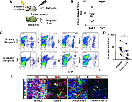 Figure 3. HSPCs in the SVF are capable of long-term reconstitution in hematopoiesis in recipient mice. (A) Experimental scheme. After sublethal irradiation, the mice underwent transplantation with control buffer (control), 5 × 106 of GFP+ SVF (SVFT) cells, or 5 × 106 GFP+ BM (BMT) cells. At 16 weeks after transplantation, blood and several organs were sampled. (B) The percentage of donor-derived GFP+ cells in PBMCs was analyzed by flow cytometry. Bars represent the mean (n = 7 per group), and each ■ (SVFT) and ▲ (BMT) represents 1 sample. (C) Representative flow cytometric profiles of PBMCs in primary (SVFT) and secondary recipients (BMT from the primary SVFT). (D) Changes of percentages of GFP+ cells in PBMCs from the primary recipients to the secondary recipients were plotted (dotted lines). ■ represents the multilineage-reconstitution recipients and ● represents T lymphocyte–dominant reconstitution recipients. Blue bars represent the mean (n = 7 per group). *P < .05 vs primary recipients. (E) Immunostaining for CD3 (T lymphocyte), B220 (B lymphocyte), Gr-1 (myeloid cell), and Mac-1 (myeloid cell) and the counter-staining of nuclei with Hoechst dye in the indicated organs. White arrows indicate blood cells derived from SVF. Scale bars, 20 μm.