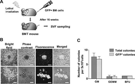 Figure 4. HSPCs in the SVF originated in the BM. (A) Experimental scheme. After lethal irradiation, the mice underwent transplantation with 5 × 106 GFP+ BM (BMT) cells. At 16 weeks after transplantation, the SVF was sampled and analyzed. (B) CFC assay of SVF from GFP+ BMT mice. Representative colonies were viewed by bright field, phase-contrast, and fluorescence, and then merged. Scale bars, 100 μm. (C) The colonies were classified and counted by morphologic criteria.