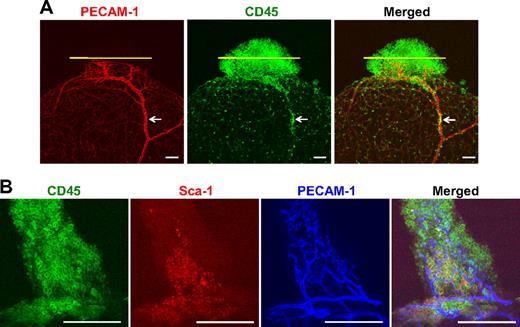 Figure 5. Presence of hematopoietic CD45+ and CD45+/Sca-1+ cells in the adipose tissue as potential HSPCs. Epididymal adipose tissues (nonperfused) from 8-week-old mice were whole-mounted, and PECAM-1+ blood vessels (red or blue), CD45+ cells (green), and Sca-1+ cells (red) were visualized by double and triple immunofluorescence staining. Two representative examples are shown. (A) Abundant CD45+ cells are clustered in the tip region of the adipose tissue, and CD45+ cells are sparsely distributed in the body region of the adipose tissue. A portion of the clustered CD45+ cells is localized in the avascular regions, which are demarcated by yellow lines. Occasionally, a group of CD45+ cells is located inside the blood vessels (arrows). (B) Approximately 16% of CD45+ cells are Sca-1+ cells in the tip region of the adipose tissue. Scale bars, 100 μm.
