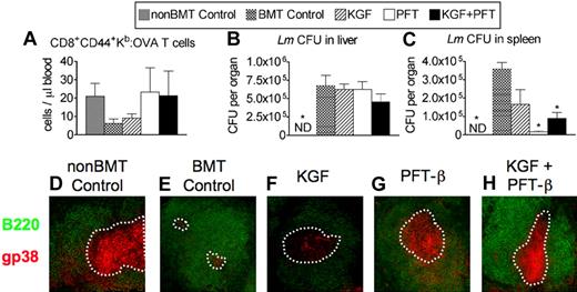 Figure 4. Pretreatment with PFT-β or KGF + PFT-β significantly improves primary and secondary immune responses against Lm after congenic BMT. Lethally irradiated B6 recipients of congenic (B6 Ly5.1+) BM were left untreated (BMT Control) or pretreated with KGF, PFT-β, or KGF + PFT-β and immunized at 4 weeks after BMT alongside unmanipulated age-/sex-matched B6 controls (non-BMT control). For primary immunization, 106 CFU of an attenuated strain of Lm that express recombinant full-length chicken ovalbumin (ΔactA-Lm-OVA) was intravenously injected. (A) Absolute numbers of CD44+CD8+ Kb-OVA257-64–specific T cells were quantified in peripheral blood of infected animals by FACS 8 days after primary infection. (B) Immunized mice were then rechallenged with 105 CFU of the virulent parent strain, Lm-OVA, 5 weeks after primary infection. After 3 days, bacterial CFUs in (B) liver and (C) spleen were determined by plating of serial dilutions of organ homogenates onto BHI agar. (D-H) Immunofluorescence staining of spleen cryosections for B220+ B cells (green) and gp38+ FRCs (red) was used to assess the relative abundance of gp38+ FRCs in T-cell zones of (A) unmanipulated, age-/sex-matched B6 control (non-BMT Controls) or BM transplant recipients that were (B) left untreated (BMT control) or treated with (C) KGF, (D) PFT-β, or (E) KGF + PFT-β. A white, dashed line encircles the B220− T-cell zones. Data are representative of 2 experiments, each with 4 mice per group; *P < .05 compared with BMT controls.