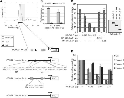 Figure 2. The M0 site is necessary and sufficient for BCL6 repression on the PGM2L1 promoter. (A) Schematic representation of BCL6 binding to the PGM2L1 promoter as detected by ChIP-on-chip and of luciferase reporter constructs generated to assess the role of M0, M2, and M00424 sites. (B) BCL6 binding to PGM2L1 promoter was confirmed by qChIP assay in GC B cells obtained from 2 donors. A neighboring region (PGM2L1-CTR; −2351/−2546) tested as a control was not enriched. (C) A luciferase reporter construct driven by the PGM2L1 promoter was cotransfected in 293T cells with plasmids expressing HA-BCL6 or its mutants lacking the DNA binding domain (HA-BCL6ΔZF) or the transcriptional repressor domain (HA-BCL6 ZF). The PGM2L1 promoter-driven luciferase construct showed a dose-dependent decreased luciferase activity in the presence of HA-BCL6 but not of its mutants. The relative luciferase activities are displayed as average ± SD of 2 independent transfections. Immunoblotting protein detection of HA-BCL6 wild-type and mutants is displayed on the right. Results are representative of at least 3 independent experiments each performed in duplicate. (D) Disruption of M00424 and M2 sites in PGM2L1 promoter (mutant 1) did not affect repression by BCL6. Conversely, mutations in M0 (mutant 2) were linked to resistance to BCL6 repression, and further mutagenesis of all sites (mutant 3) did not increase the level of luciferase activities. The relative luciferase activities are displayed as average ± SD of 2 independent transfections. Results are representative of at least 3 independent experiments, each performed in duplicate.