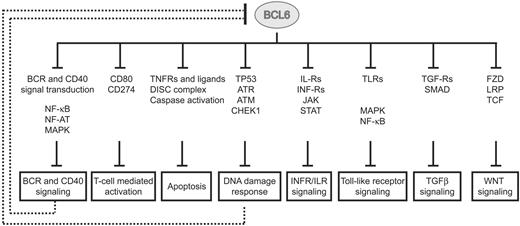 Figure 3. BCL6 modulates multiple pathways in normal GC B cells. BCL6 represses multiple genes at different levels from the membrane surface (receptors), through signal transduction molecules, into the nucleus (transcription factors). Representative genes and gene families, found to be targeted by BCL6, are displayed for each pathway. Details on BCL6 targets and their pathways are reported in supplemental Figure 7. Several pathways (BCR and CD40 signaling; DNA damage response) have been previously reported to have a repressor function on BCL6, leading to its transcriptional down-regulation and protein degradation.
