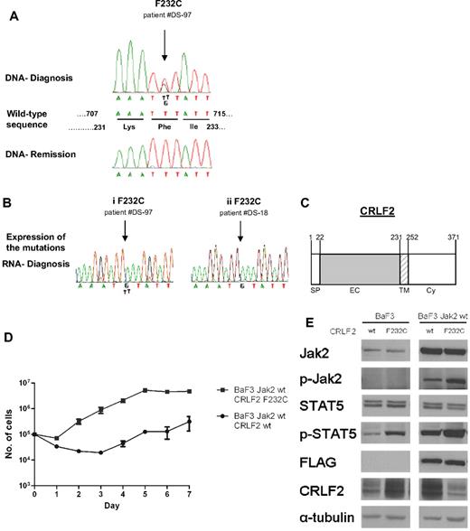 Figure 6. Mutations of CRLF2 in patients with Down syndrome–associated acute lymphoblastic leukemia. (A) Example of sequences depicting the F232C in CRLF2. The F232C (arrowed) is present at diagnosis but not in remission. The wild-type sequence denotes positions of both nucleotides and amino acids. (B) Expression of CRLF2 F232C mutation. Examples of 2 patients: in one (i) both alleles, wild-type and mutated, are expressed, whereas in the other (ii) only the mutated allele is expressed. (C) Schematic presentation of CRLF2. SP indicates signal peptide; EC, extracellular region; TM, transmembrane region; and Cy, cytoplasmic region. Numbers indicate amino acid position. (D) Cytokine withdrawal assay of BaF3 cells stably expressing wild-type mouse FLAG-Jak2 that were transduced with either wild-type human CRLF2 or human CRLF2 F232C. Error bars represent SE. (E) Constitutive activation of the Jak/Stat5 pathway in BaF3 cells expressing wild-type mouse FLAG-Jak2 and either wild-type human CRLF2 (wt) or human CRLF2 F232C (F232C), after 5 hours of cytokine deprivation.