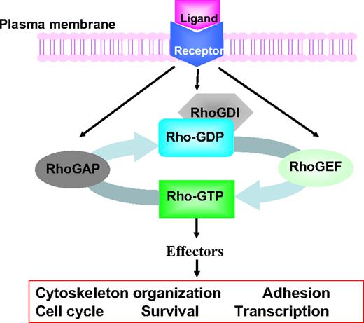 Figure 1. Intracellular signaling model of Rho GTPases in receptor-initiated pathways. Most Rho GTPases cycle between the GDP-bound, inactive state and the GTP-bound, active state. The GTP binding and GTP hydrolysis cycle is tightly regulated by Rho guanine nucleotide exchange factors (GEFs), Rho GTPase-activating proteins (GAPs), and Rho GDIs (GDP dissociation inhibitors), which also control their intracellular localization patterns. On activation by cytokine, chemokine, growth factor, or adhesion molecules, the GTP-bound Rho GTPases can transiently interact with a large panel of effector proteins to transduce signals that affect cell cycle, survival, transcription, adhesion, and cytoskeleton machineries.