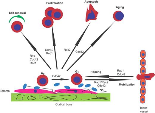 Figure 2. Role of Rho GTPases in HSC/P homing, engraftment, and mobilization. Rac1, Rac2, Cdc42, and Rho control different hematopoietic stem and progenitor cell (HSC/P) functions. Signals required for HSC self-renewal are mediated by Rho, Cdc42, and Rac1. Although Rac1 appears to be required for proliferation, Rac2 controls survival. Cdc42 is necessary for cell-cycle entry of quiescent (G0) HSC/Ps in the bone marrow (BM) microenvironment, proliferation, and aging of HSC/Ps. Rac1 and Cdc42 control homing and interaction with the BM niche, whereas combined Rac1 and Rac2 activities and Cdc42 are necessary for the retention of HSC/Ps in the BM.
