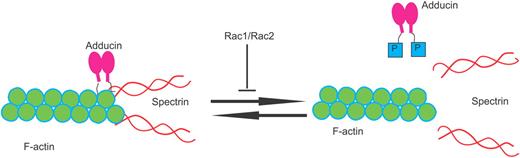 Figure 3. In erythrocytes that lack Rac1 and Rac2 GTPases, there is increased phosphorylation of adducin by protein kinase C, leading to decreased F-actin capping at the barbed ends, dissociation of spectrin from actin, and increased fragility of the RBC cytoskeleton.