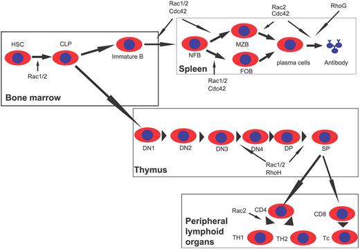 Figure 4. Scheme of Rho GTPase involvements in lymphocyte development. Rac1 and Rac2 are important for common lymphoid progenitor (CLP) differentiation from hematopoietic stem cells (HSCs) in the BM. Rac1 and Rac2, as well as RhoH, regulate T-cell development in the thymus by affecting β-selection and positive selection. Rac2 is also required for Th1 differentiation in peripheral lymphoid tissues. Rac1, Rac2, and Cdc42 are critical for multiple stages of B-cell development in the spleen, whereas Rac2, Cdc42, and RhoG also regulate antibody production. DN indicates CD4−CD8− double-negative thymocytes; DP, CD4+CD8+ double-positive thymocytes; SP, CD4+ or CD8+ single-positive T cells; Th, helper T cells; Tc, cytotoxic T cells; NFB, newly formed B cells; MZB, marginal zone B cells; and FOB, follicular B cells.