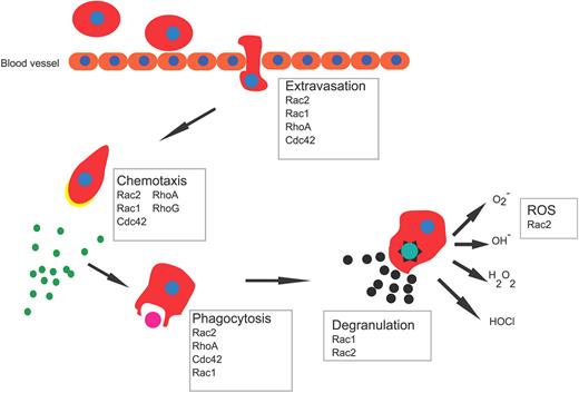 Figure 5. Phagocyte functions in response to bacterial infections. After sensing chemokines released by invading microorganism, leukocytes rapidly move toward the site of infection. This process involves initial changes in adhesive properties of the cells to the vessel endothelium followed by an extravasation step out of the blood vessel and directed migration into tissue. Once at the site of infection, cells phagocytize microbes and kill them by degranulation and reactive oxygen species (ROS) release.