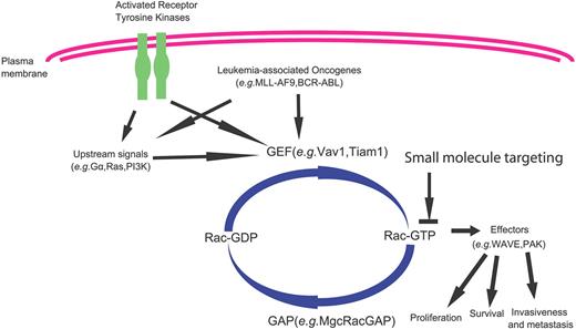 Figure 6. A biochemical model of Rac GTPase involvement in hematopoietic cell transformation. Rac1 has unique as well as redundant roles with Rac2 and Rac3 as signal transducers in multiple oncogene or tumor suppressor gene–mediated leukemogenesis or lymphomagenesis, in addition to their physiologic roles in mediating receptor-stimulated signaling. They are required for p210 BCR-ABL–induced HSC transformation, and MLL-AF9–induced HSC/GMP transformation. Targeting of Rac GTPases has been suggested as a potential therapeutic means in the blood malignancies.