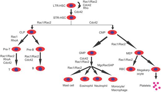 Figure 7. A summary of the known involvement of Rho GTPases in the regulation of hematopoiesis based on mouse gene–targeting studies. Cdc42, Rac1, Rac2, RhoH, RhoG, and RhoA are among the best understood Rho GTPase family members for which mouse gene–targeting models have been characterized in various blood lineages. LTR indicates long-term repopulating; and STR, short-term repopulating. Other abbreviations of various progenitors are described in the text.