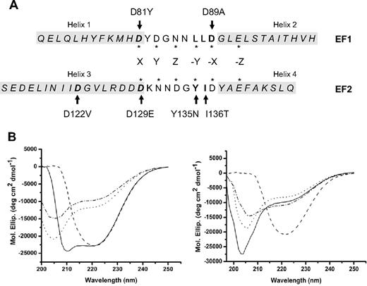 Figure 1. CD spectra of MCFD2 proteins. (A) Sequences of the 2 EF-hand domains of MCFD2. Sequences are aligned to match the locations of 6 Ca2+ coordination residues in the Ca2+-binding loops, which are indicated with asterisks. Residues that are mutated in F5F8D patients are shown in boldface, and mutations are indicated by arrows. Amino acid residues in the 4 α-helical regions are shown in italics and are boxed in light gray shade. (B) CD spectra of the wild-type MCFD2, and the D89A, the D122V, and the I136T mutants. The x-axis represents the wavelengths scanned. The y-axis shows molar ellipticity (Mol. Ellip.) values expressed as degrees cm2/dmol.