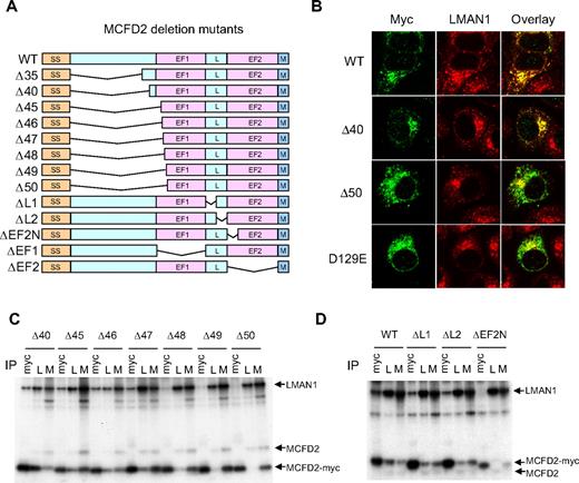 Figure 2. Effects of MCFD2 deletion mutations on LMAN1 binding. (A) Diagram of MCFD2 deletion constructs used in the study. SS indicates signal sequence; L, linker; and M, myc tag. The N-terminal domain is defined as the first 42 amino acids after the signal sequence. (B) Immunofluorescence staining of the wild-type (WT), Δ40, and the Δ50 N-terminal deletion mutants, as well as the D129E missense mutant MCFD2. (C) co-IP of various N-terminal deletion mutants with LMAN1. (D) co-IP of ΔL1, ΔL2, and ΔEF2-N mutants with LMAN1. Cell lysates were immunopreciptated with anti-myc (myc), anti-LMAN1 (L), and anti-MCFD2 (M).