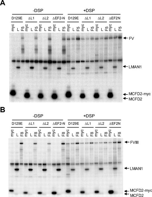 Figure 5. Linker region and the adjacent EF2 sequence of MCFD2 are not required for binding to FV and FVIII. (A) COS-1 cells were cotransfected with the D129E missense mutant or the indicated MCFD2 deletion mutants along with either FV (A) or FVIII (B). All deletion mutants also contain the D129E missense mutation. Cells were incubated with or without DSP before lysis. Cell lysates were immunoprecipitated with anti-myc (myc), anti-LMAN1 (L), and either anti-FV (F5 in panel A) or anti-FVIII (F8 in panel B) antibodies.