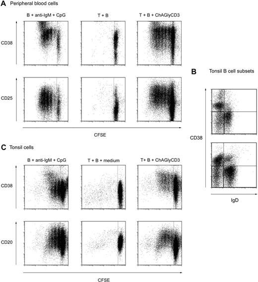 Figure 4. Bystander T cells help provides activation signals for peripheral and tonsillar B cells. (A) Purified CD19+ peripheral blood B cells were CFSE-labeled and cultured for 7 days in the presence of CpG, anti–human IgM, and IL-2 (left) or irradiated autologous peripheral CD4+ T cells preactivated (right) or not (middle) with ChAGlyCD3 antibody. The CFSE dilution profiles of B cells (CD19+ gate) stained on day 7 for CD38 (top) or CD25 (bottom) are shown. (B) Tonsillar B-cell subsets in 2 representative tonsils as assessed by staining with CD19, CD20, CD38, and IgD antibodies. The quadrant corresponding to memory B cells is highlighted as the IgD-negative, CD38-negative/low subset (CD19+CD20+ gate). (C) Purified CFSE-labeled CD19+ tonsillar B cells were cultured for 7 days in the presence of CpG, anti–human IgM, and IL-2 (left) or irradiated autologous peripheral CD4+ T cells preactivated (right) or not (middle) with ChAGlyCD3 antibody. The CFSE dilution profiles of B cells (CD19+ gate) stained on day 7 for CD38 (top) and CD20 (bottom) are shown.